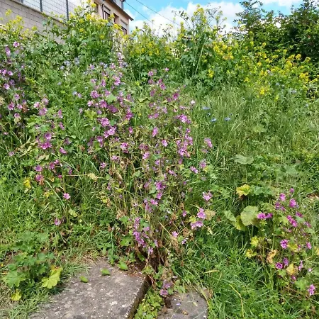 Fraeulein Frenz 別荘