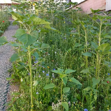 Vakantiehuis Fraeulein Frenz Bollendorf