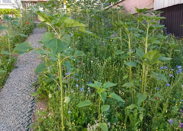 Vakantiehuis Fraeulein Frenz Bollendorf